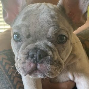 Meet your Posher, Cara